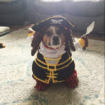 Scooby the pirate